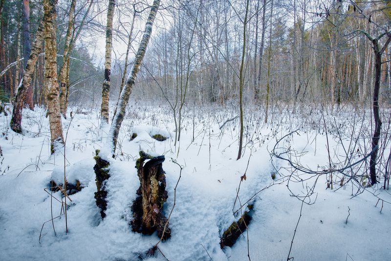 зима, лес, снег В зимнем лесу фото превью
