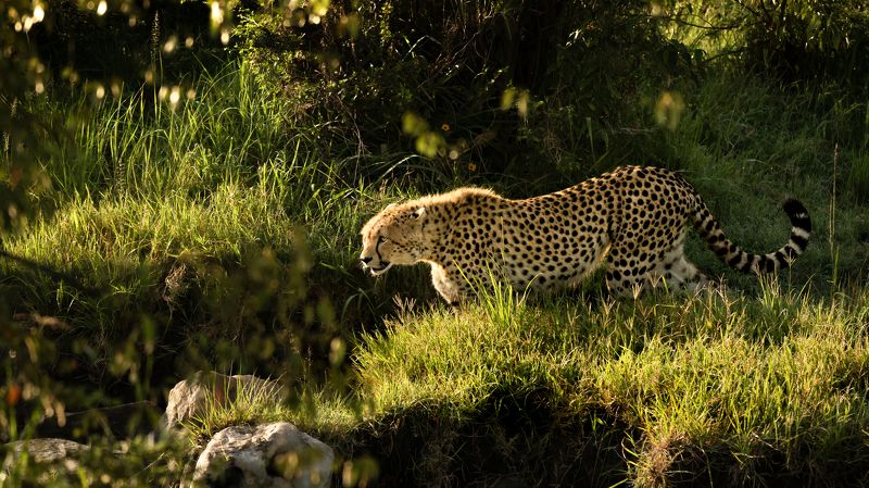 Охотник фото превью