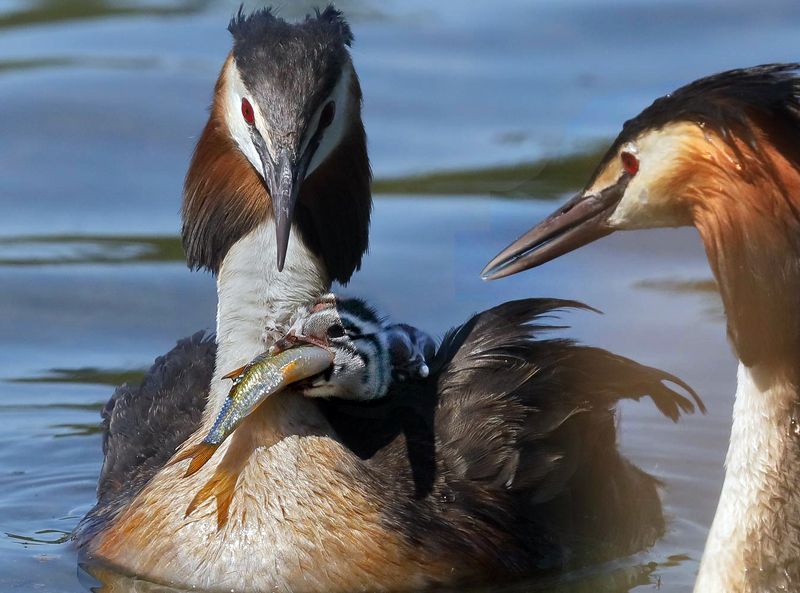Кушай, маленький, кушай…  фото превью