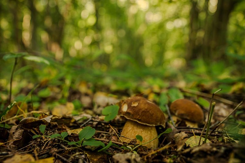 природа про грибы фото превью