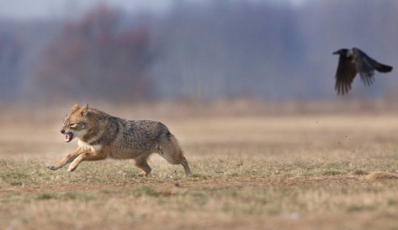Canis aureus