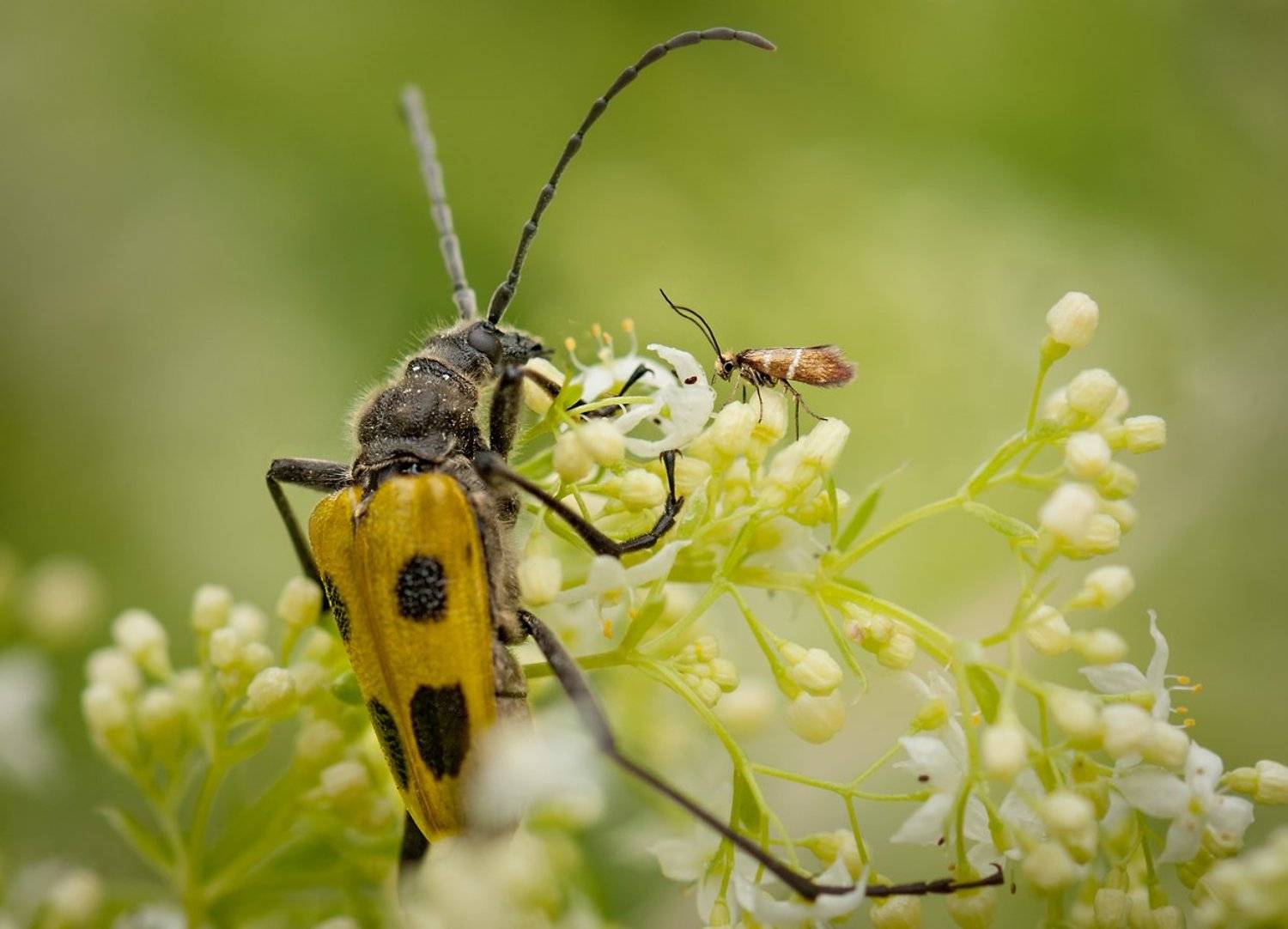 Насекомые, Цветок, Олег Тыркин