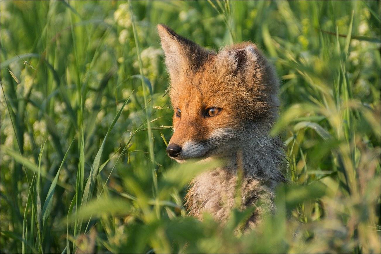 , Руслан Сигушин