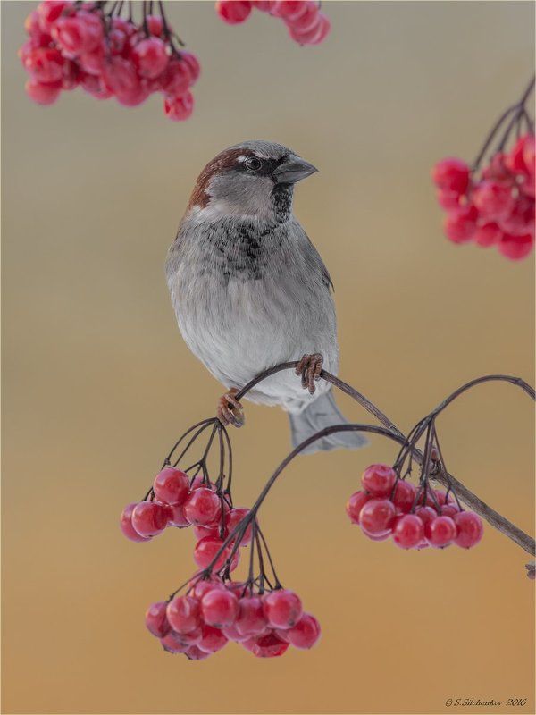 воборей Воробей фото превью