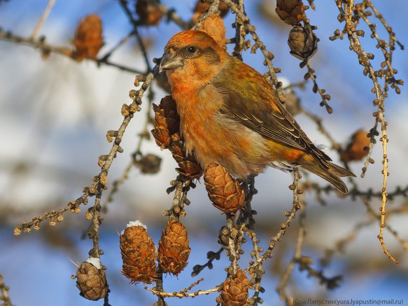 Клёст Crossbill. фото превью