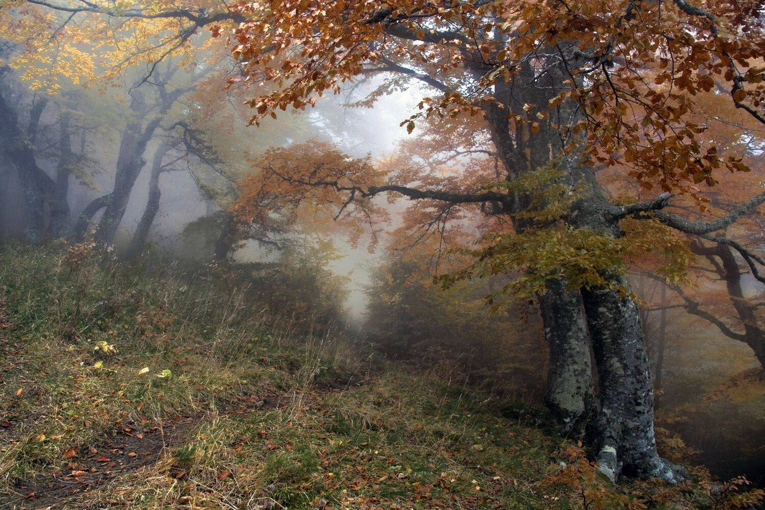 Осень, лес, грабы, Милокост Алексей