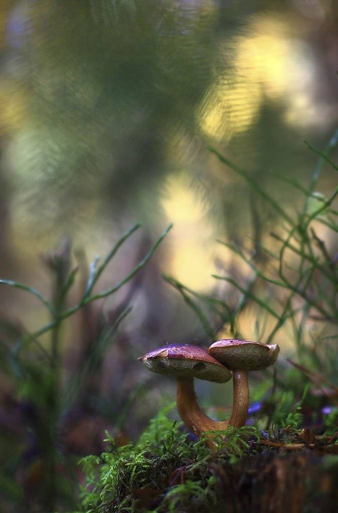 гриб,подберезовики,коричневый, одинарный, толстые,ноги, молодое,растение, макро, трава, мох, почвы, зеленые, желтые, листья, ветки, осень,лес, пейзаж, природа,разноцветные,торфяно-болотные,иглы, продукты питания, семена,, Виктор