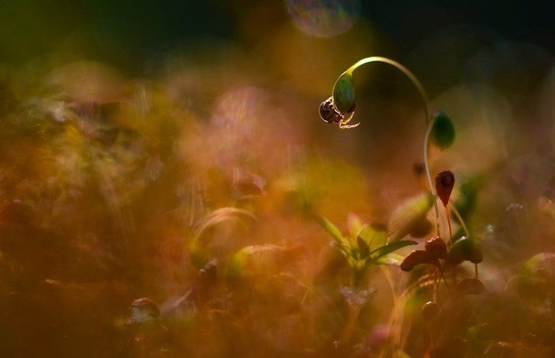 Сезон охоты. фото превью