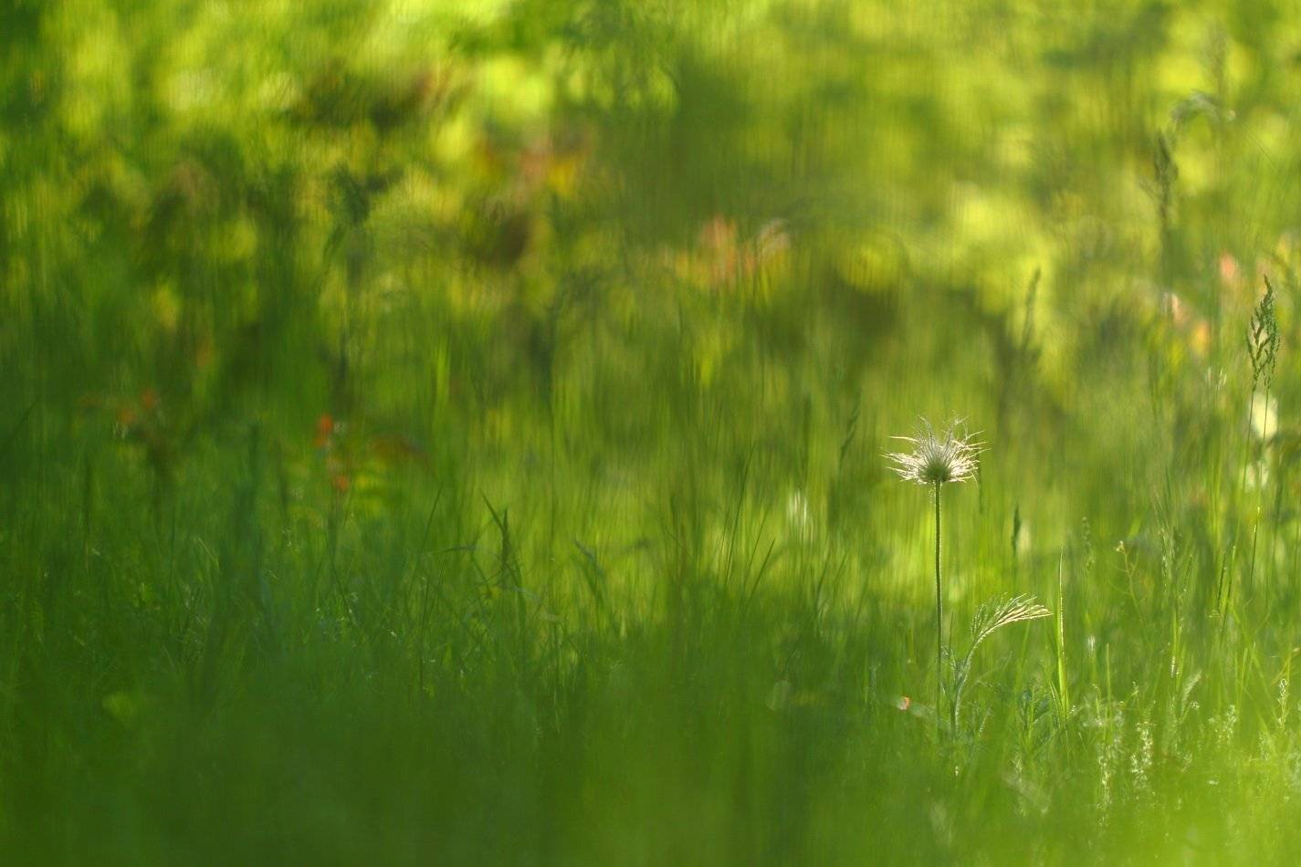 pratensis, pulsatilla, лесопарк, дружбы, народов, луговой, прострел, чернеющий, Sergii Markov