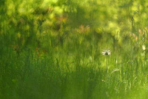 Уходящий сон