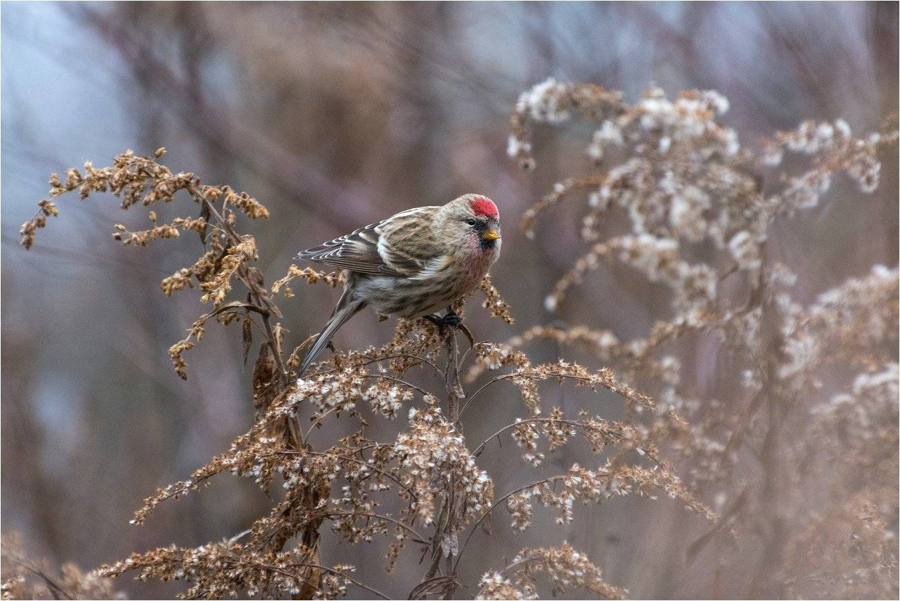 , Руслан Сигушин
