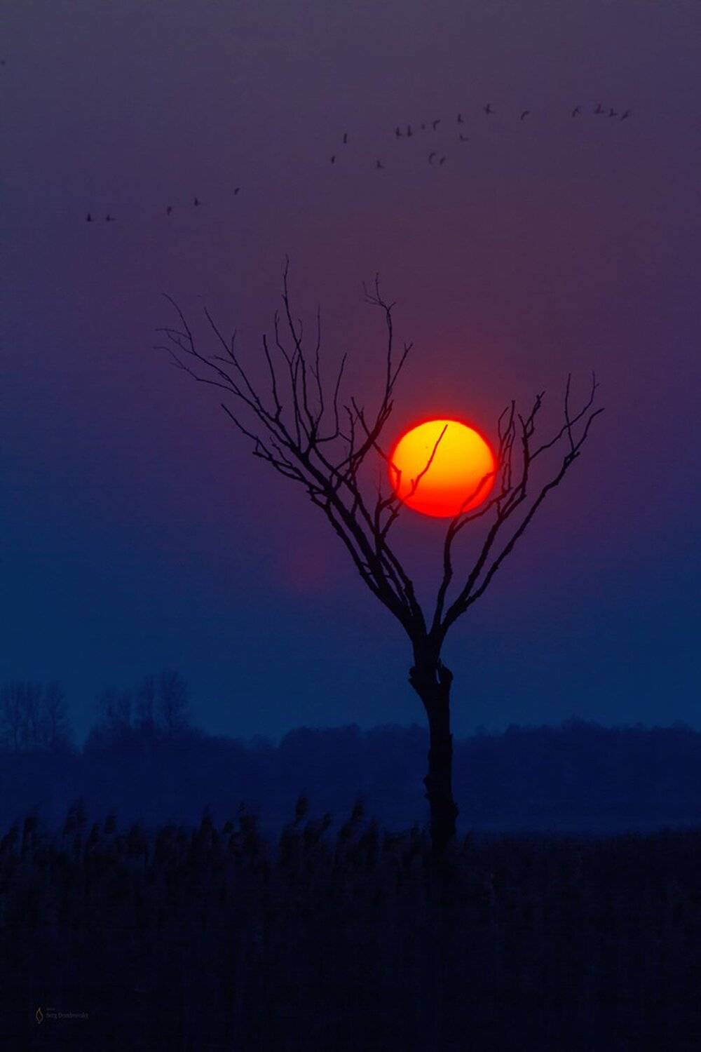 Беларусь, Серж Домбровский