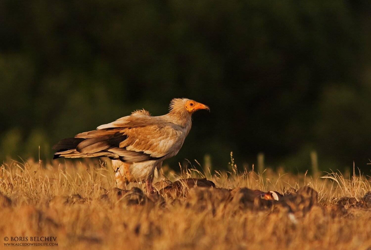 , Борис Белчев