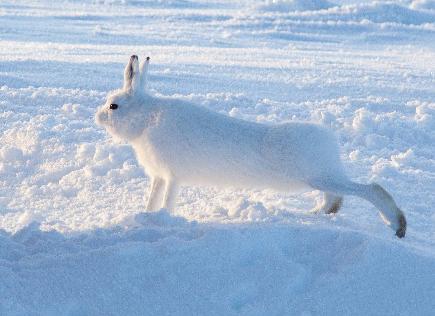 , Андрей Загребельный