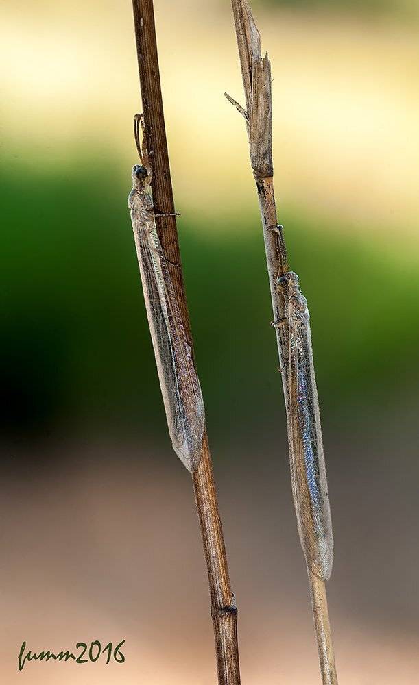 , Игорь ФУММ