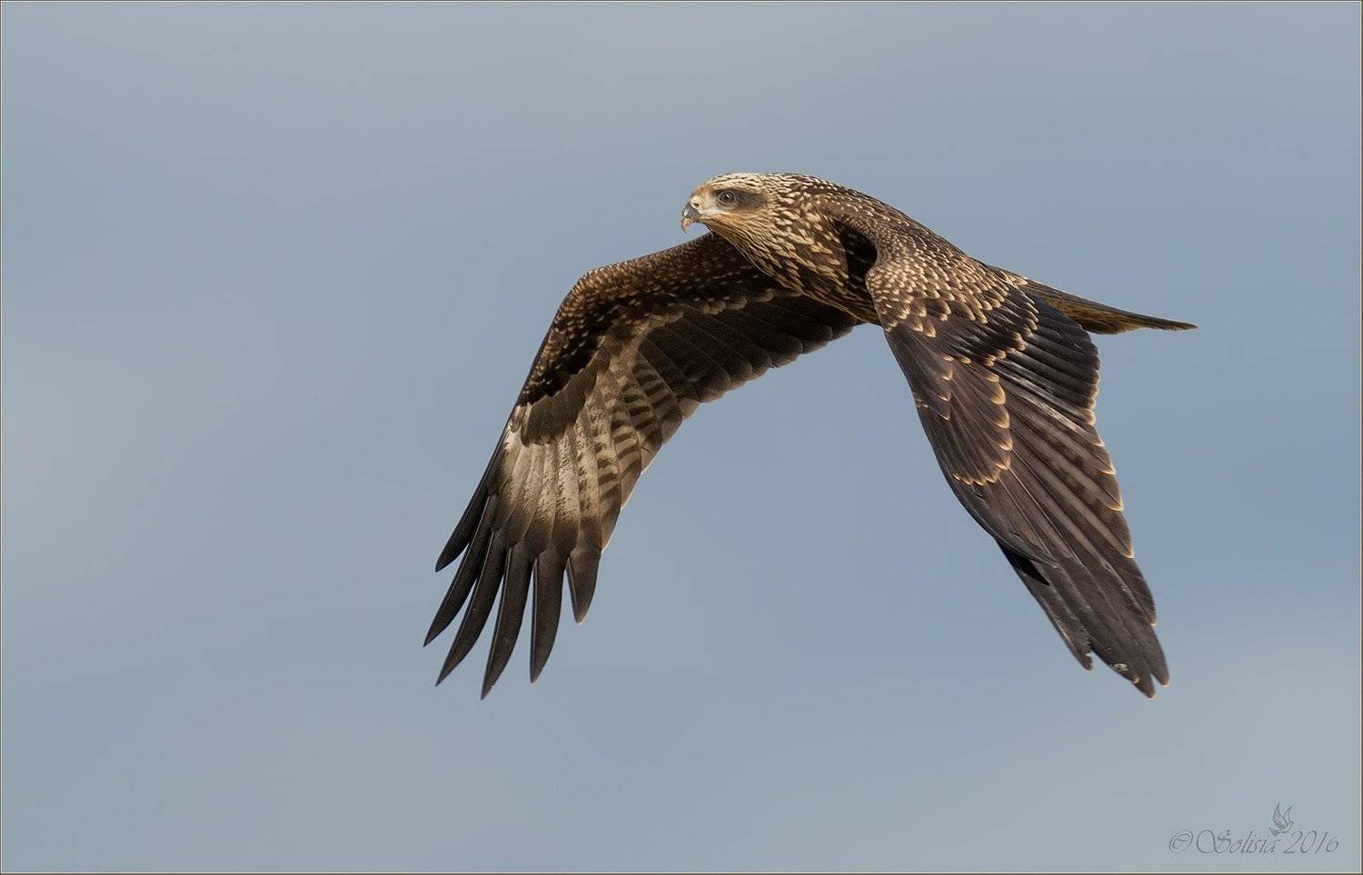 2015, Август, Коршун чёрный, Лето, Молодая птица, Подмосковье, Природа, Птицы, Анна Голубева