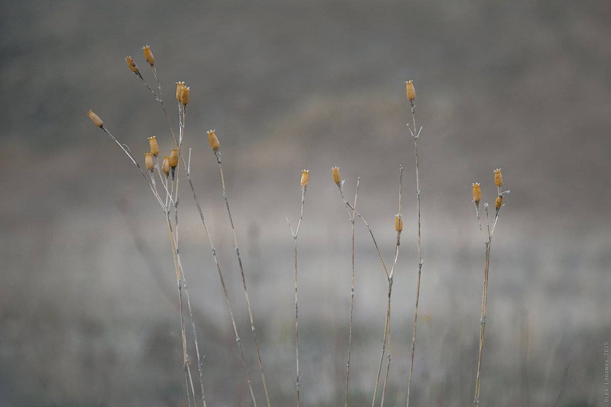 , Олег Логунов