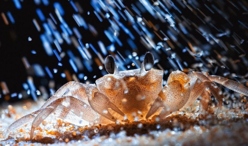 Заморский чудо-зверь :) фото превью