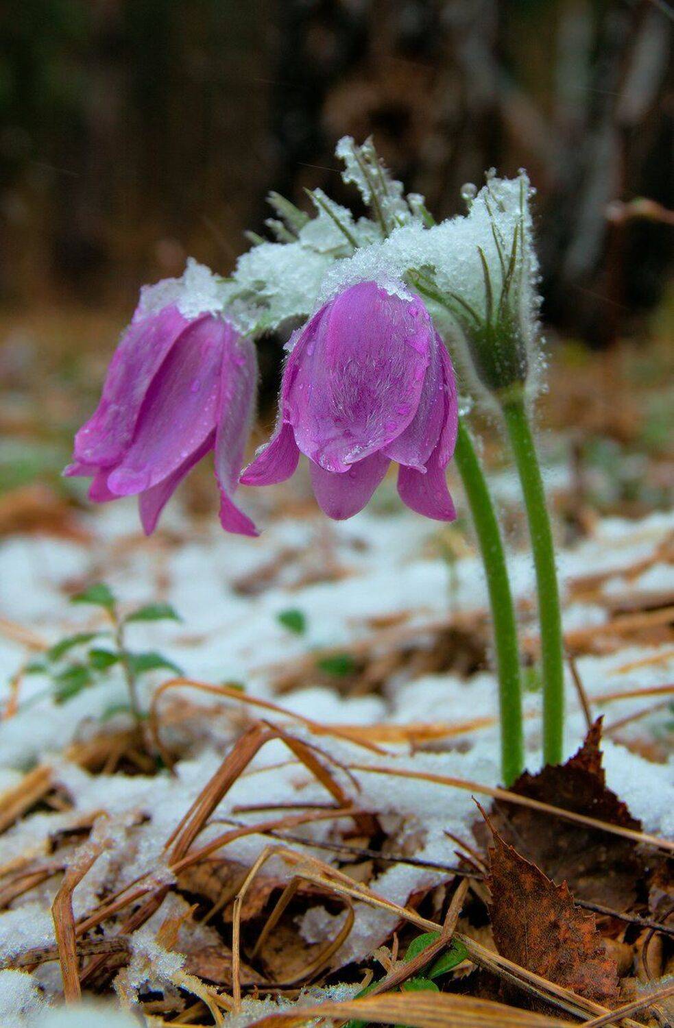 , Николай Морский