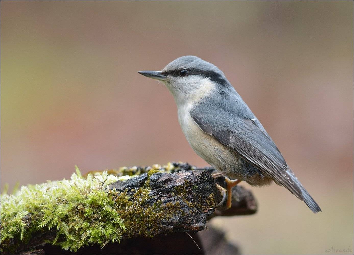 поползень, Андрей Медведев