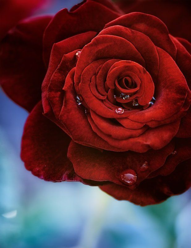 antrisolja,macro,nature, Бархат фото превью