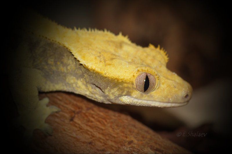 Geckos, Lizards, Reptilia, Rhacodactylus ciliatus, Геккон, Рептилии, Ресничный геккон-бананоед, Ящерица Живущие в ночи 7 фото превью