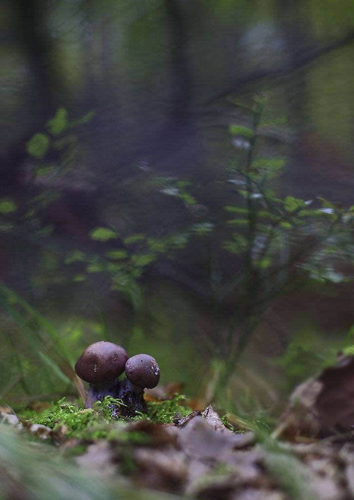 гриб,подберезовики,коричневый, одинарный, толстые,ноги, молодое,растение, макро, трава, мох, почвы, зеленые, желтые, листья, ветки, осень,лес, пейзаж, природа,разноцветные,торфяно-болотные,иглы, продукты питания, семена,, Виктор