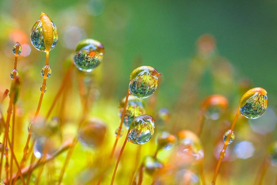 , Александр Кожухов