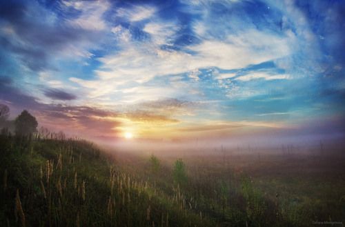 Сиреневый туман