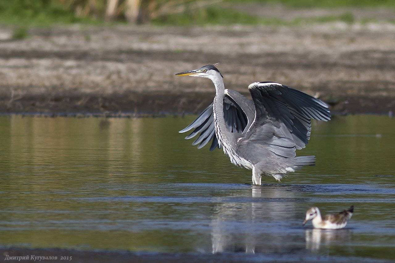 , Дмитрий Кугувалов
