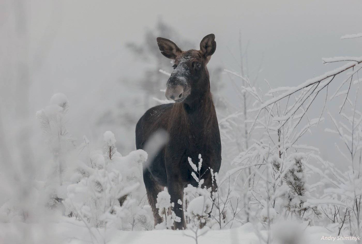 Лось, Андрей Шимчук