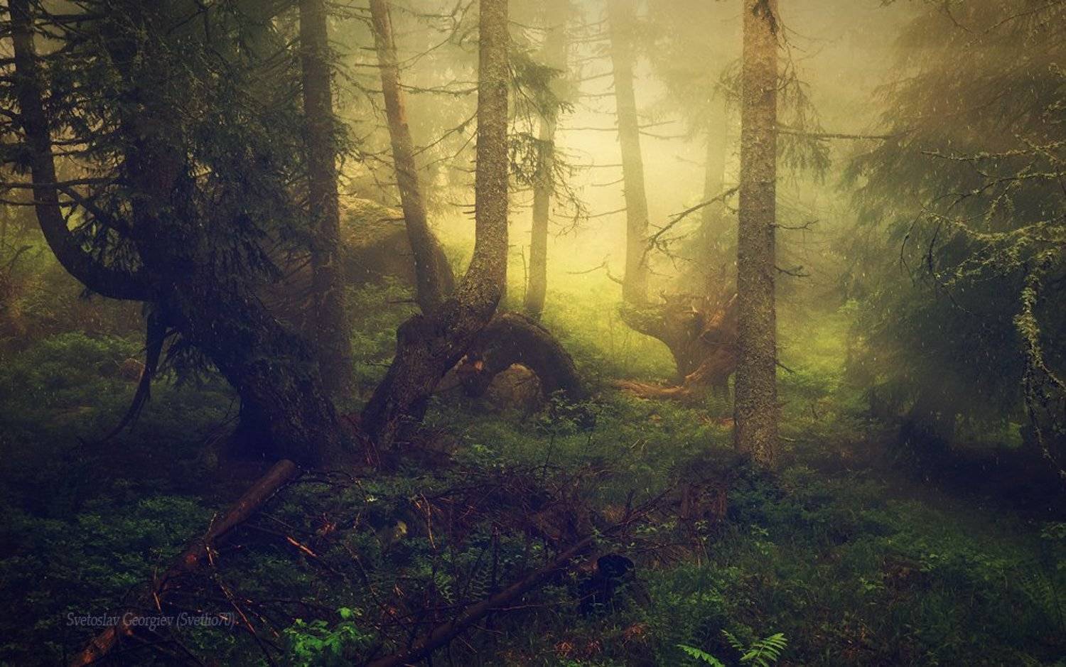 , Svetoslav Georgiev