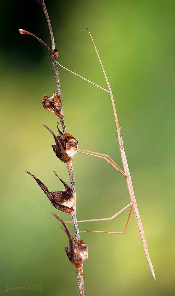 , Игорь ФУММ