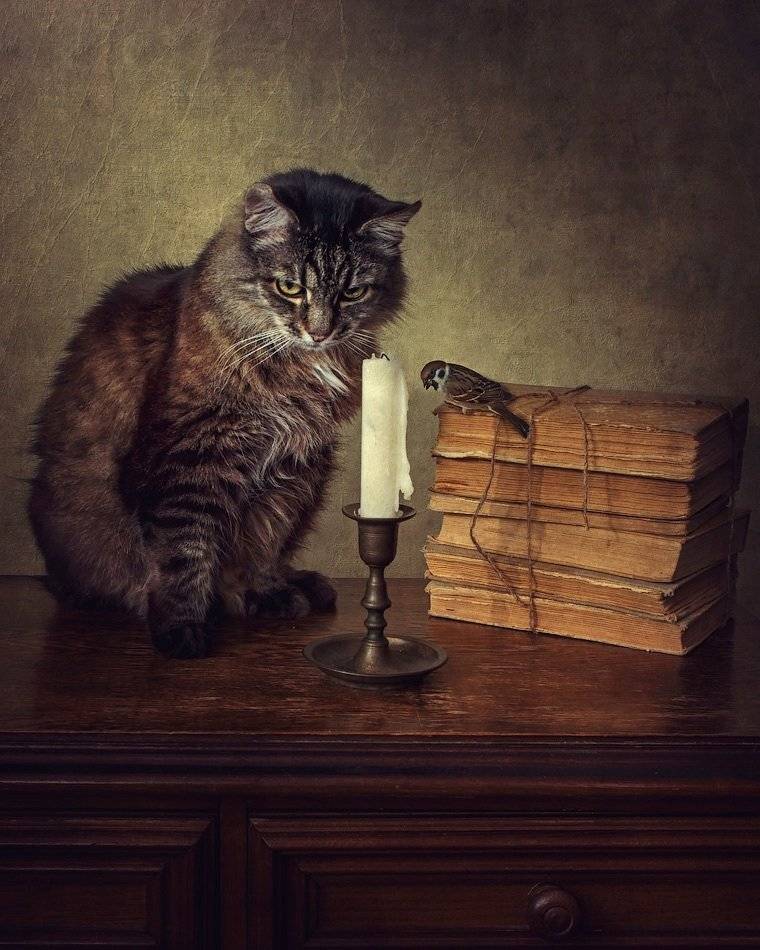 фото, кот, муляж воробья, свеча. книги, Ирина Приходько