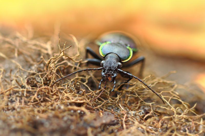 Осенний портрет фото превью
