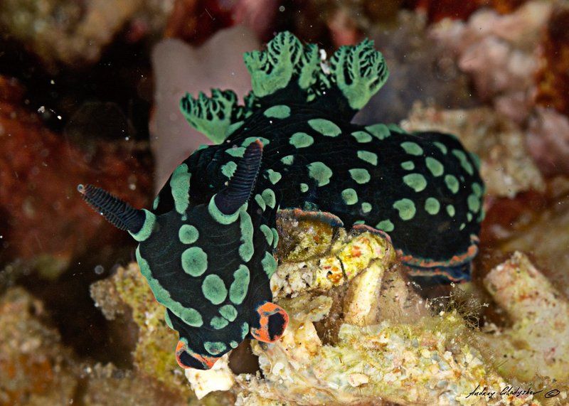 Голожаберный моллюск Комодо Нудики Комодо фото превью