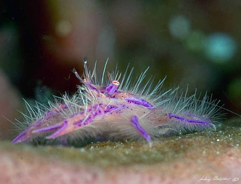 Розовый приседающий омар (лат. Lauriea siagiani) фото превью