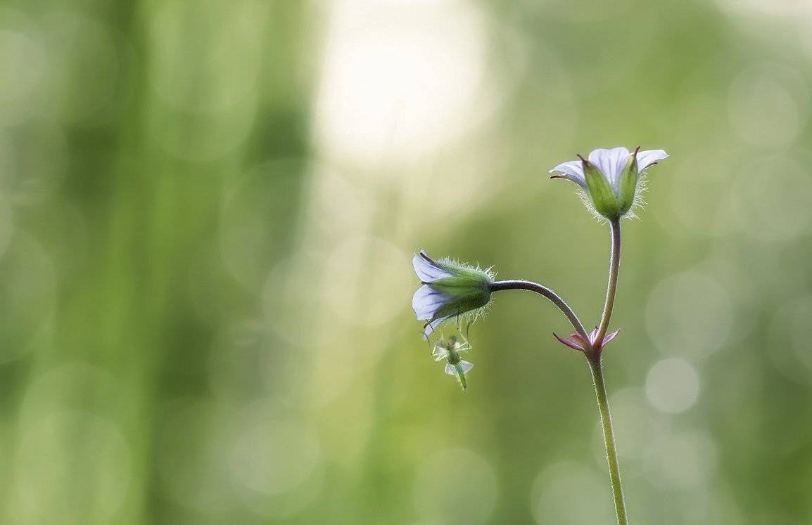 , Анатольевич