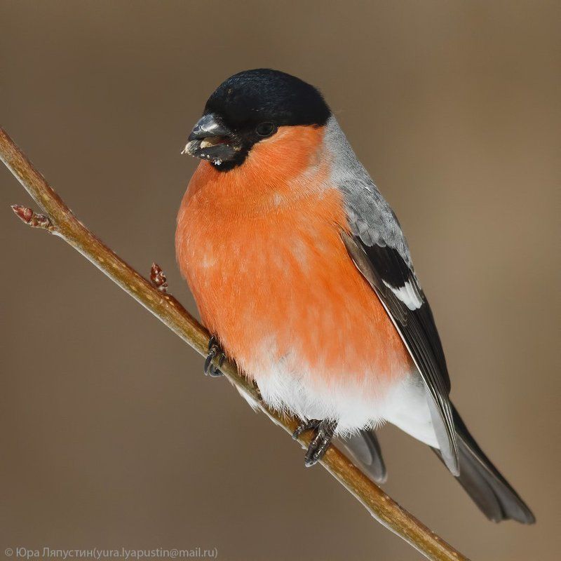 Снегирь *** фото превью