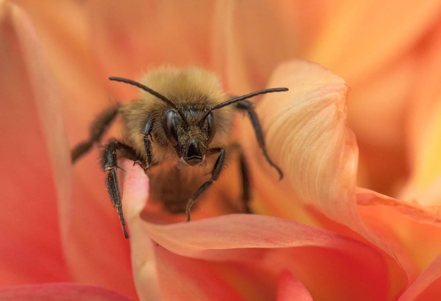 Цветок, Шмель, Олег Тыркин