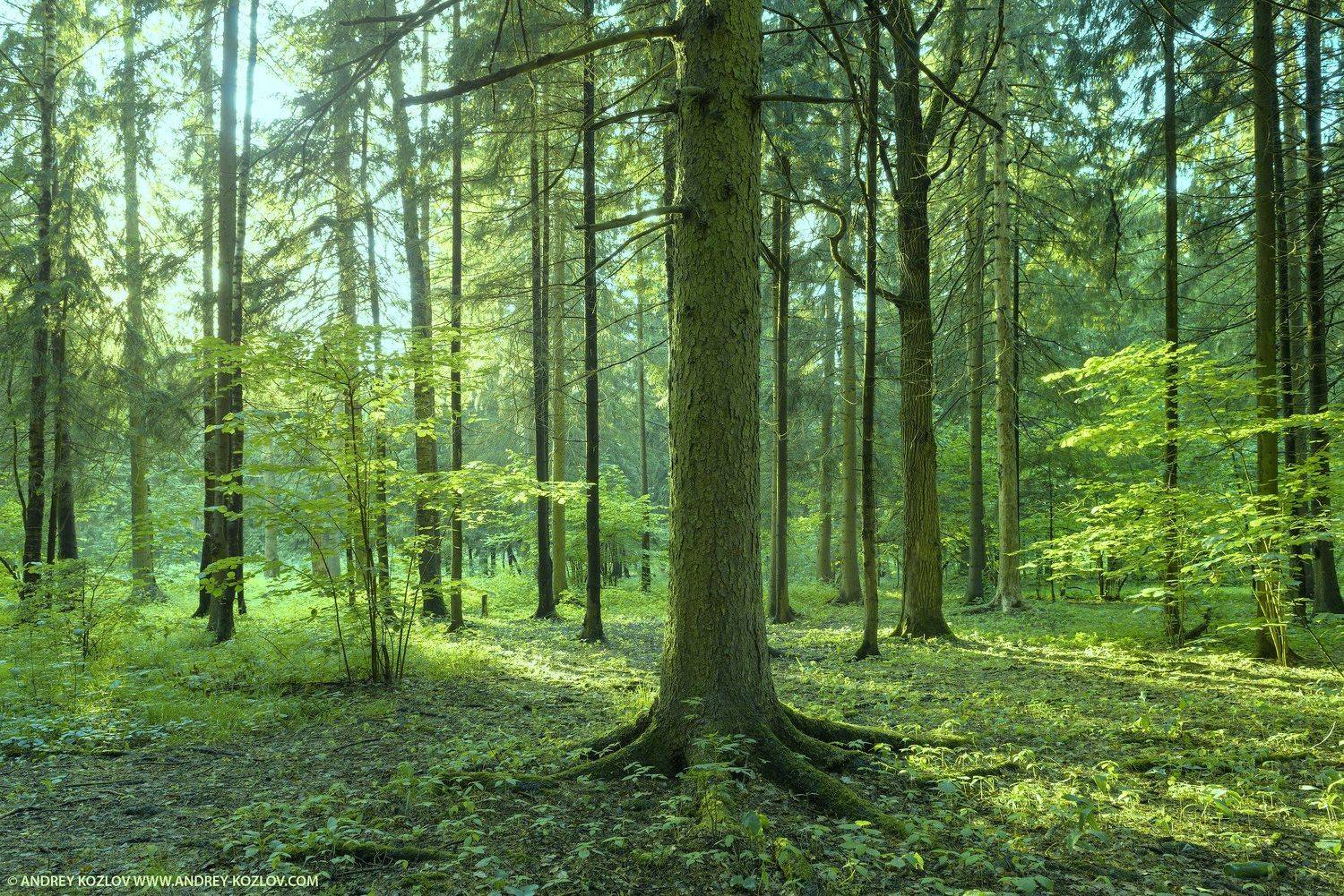 Bush, Fir Tree, Foliage, Forest, Stem, Summer, Sun, Sunset, Tree, Андрей Козлов