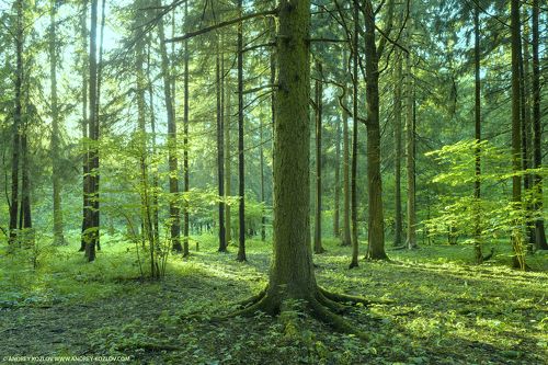 Forest