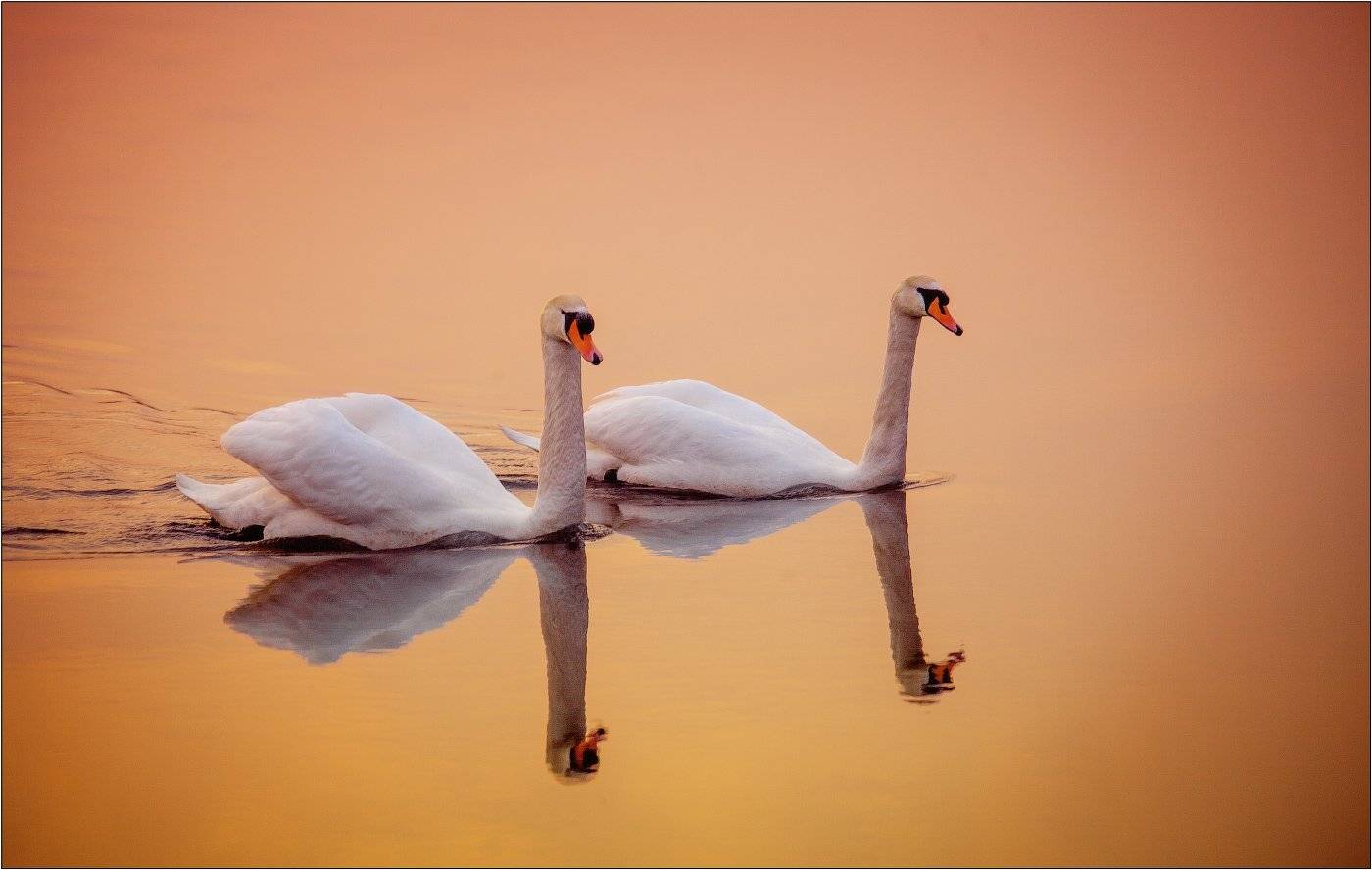 , Рудченко Анатолий