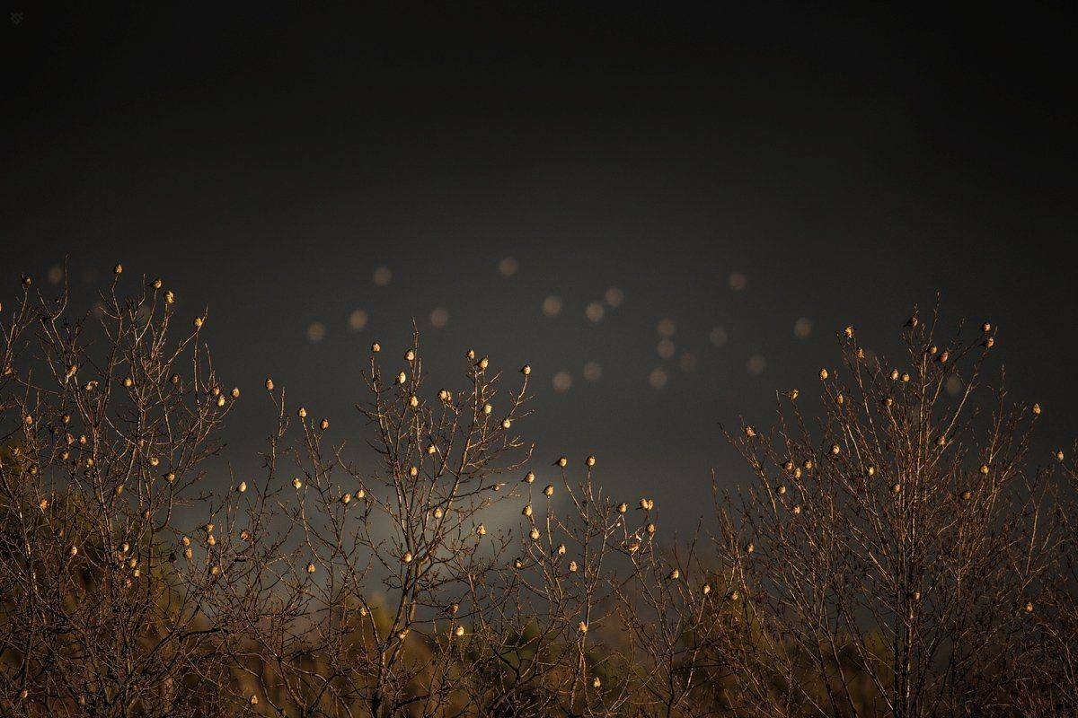 Коноплянка, Carduelis cannabina, makolągwa, birds, Wojciech Grzanka