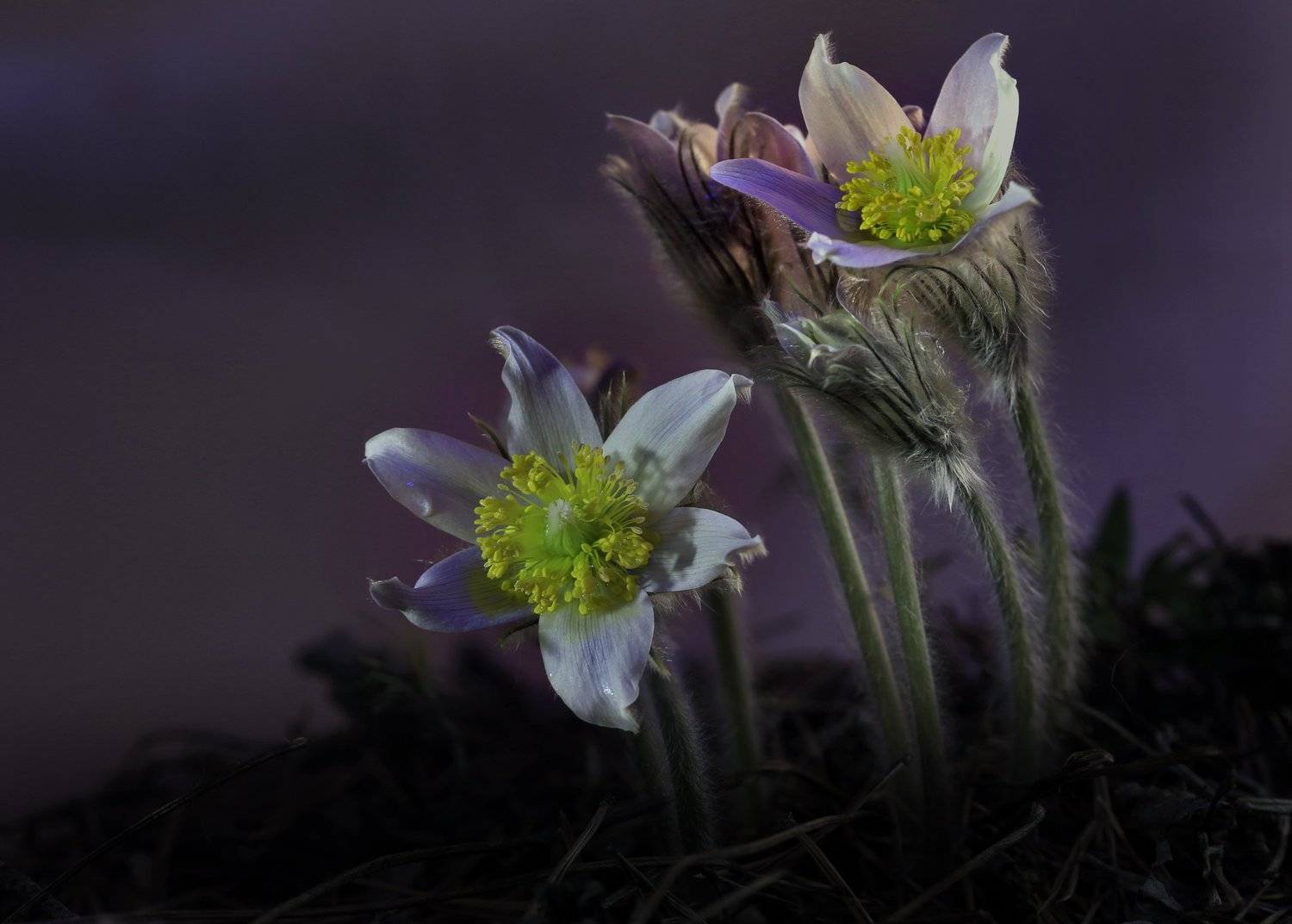 цветы, весна, свет, Татьяна