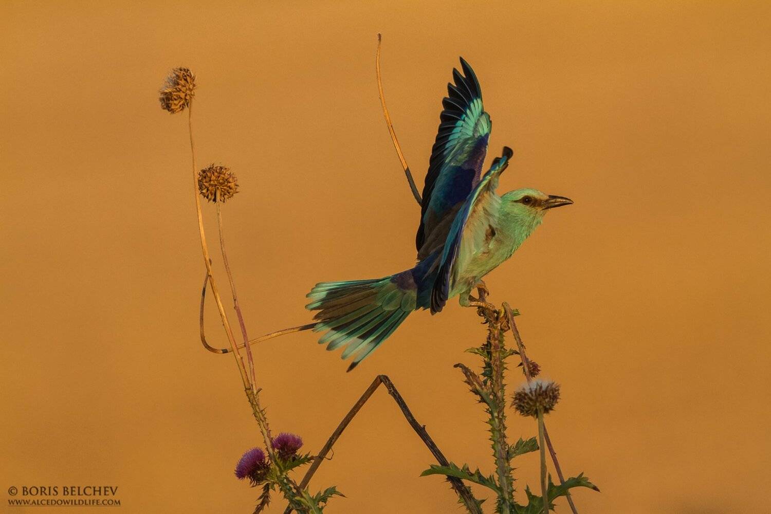 , Борис Белчев