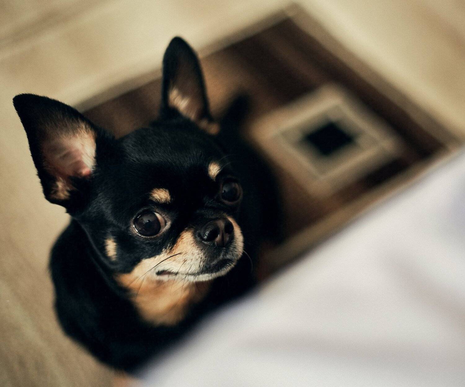 Портрет, Прособак, Собака, Чихуахуа, Цвелёв Дмитрий
