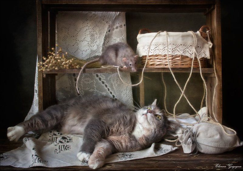 кот, кошка, кошки-мышки, крыса, натюркотики Крысиные истории. Очередное продолжение фото превью