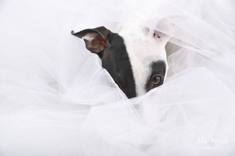 Black and white, Breed, Dog, Olha Mozok, Photo, Photographer, Portrait, Whippet, White My beautiful Mary фото превью