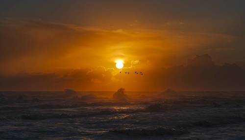 Полёт бакланов над Тихим океаном